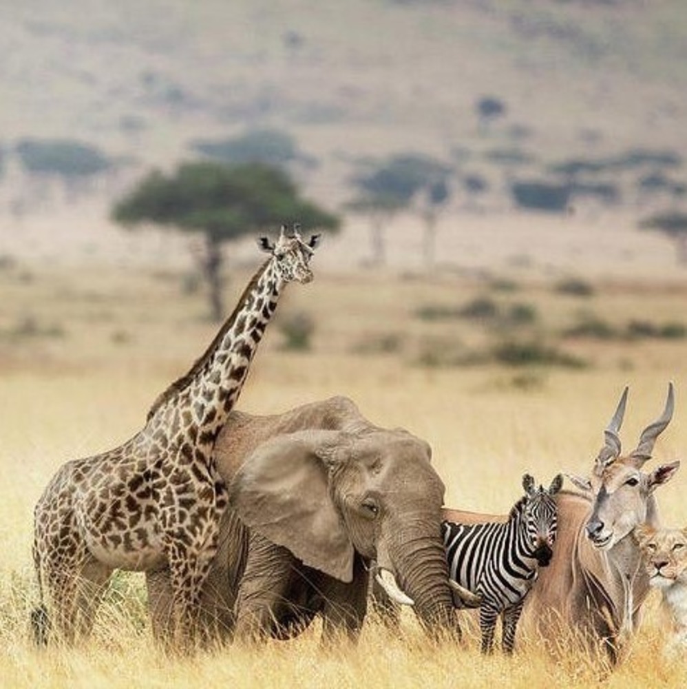 Meet your Posher, Vale